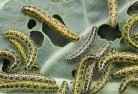 Wycarbahgarden-pests-and-diseases-6.jpg; ?>